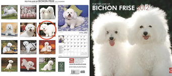 bichon