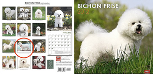 bichon2