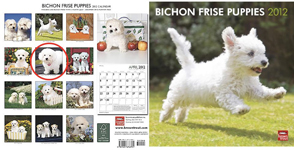 puppybichon