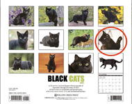 blackcat