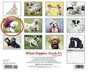 puppies