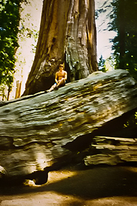 redwoods93a