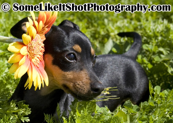 Daisy's Puppy Photos