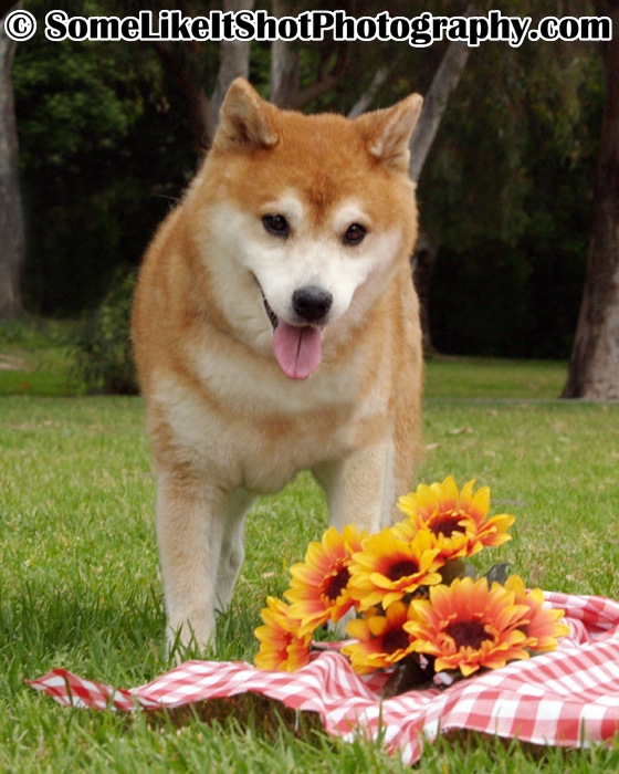 Keno Pet Photos