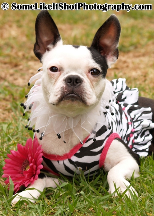Stella's Pet Photo in a zebra outfit