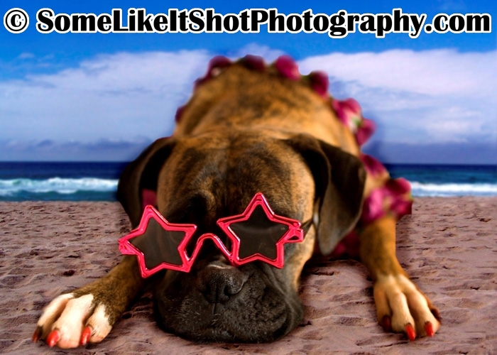 Tuaca's Pet Portrait at the beach