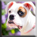 dottie